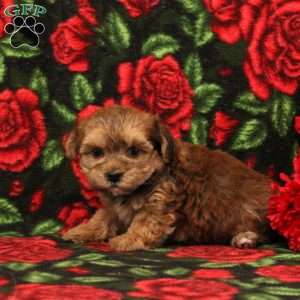 Hellena, Morkie-Poo Puppy